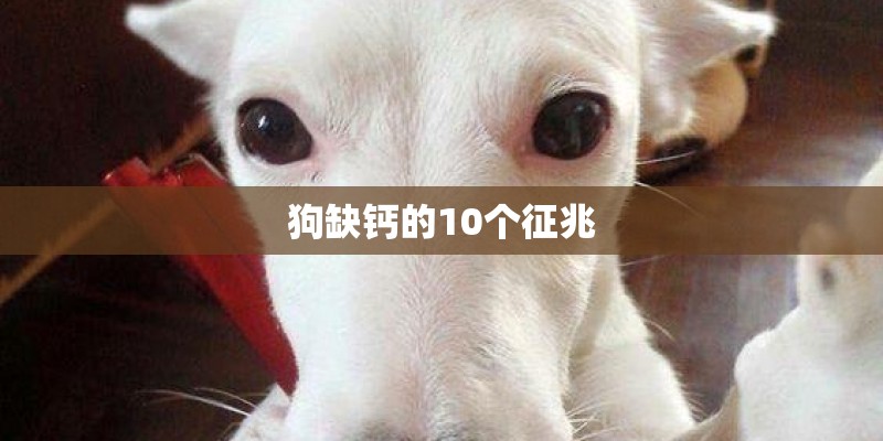 狗缺钙的10个征兆