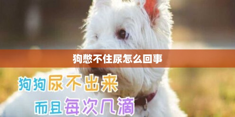 狗憋不住尿怎么回事