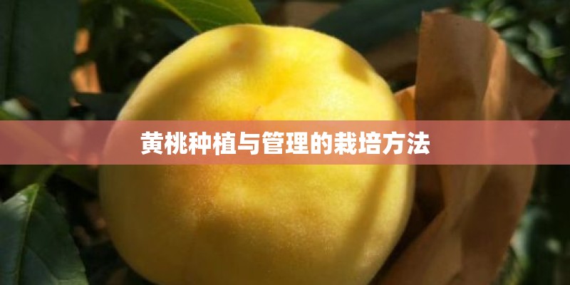 黄桃种植与管理的栽培方法