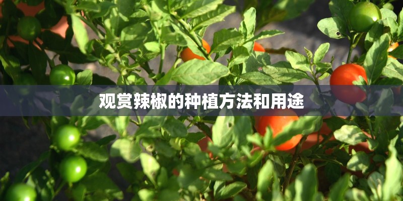 观赏辣椒的种植方法和用途 观赏辣椒的种植方法和用途