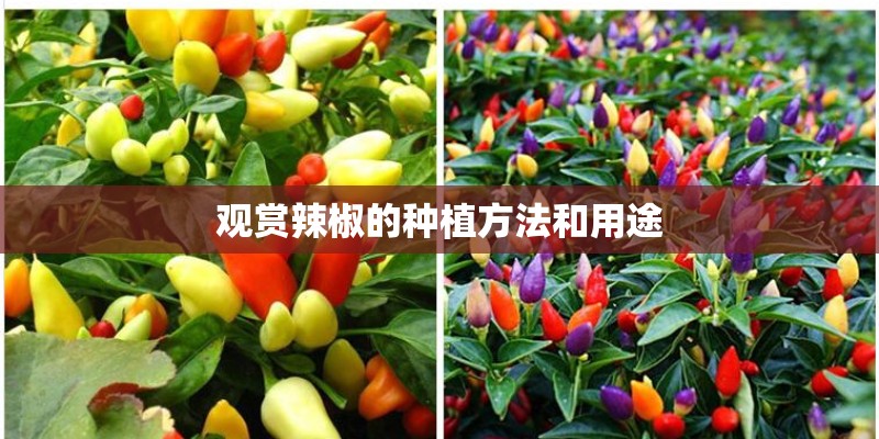 观赏辣椒的种植方法和用途 观赏辣椒的种植方法和用途