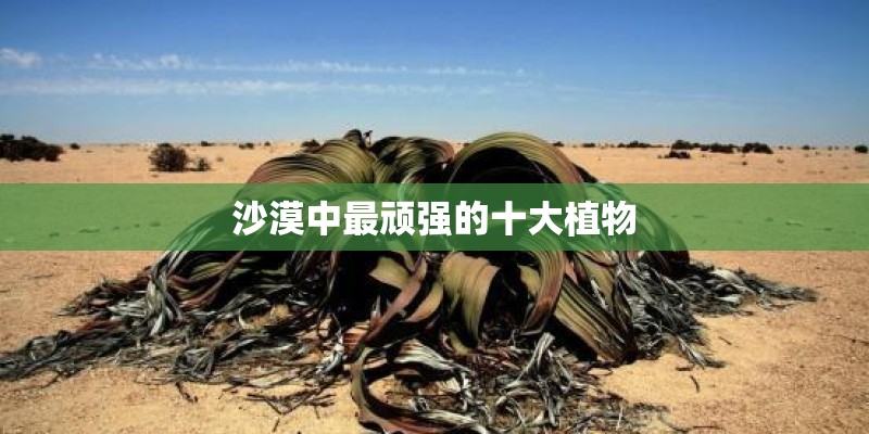 沙漠中最顽强的十大植物
