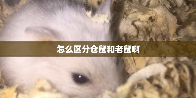 怎么区分仓鼠和老鼠啊