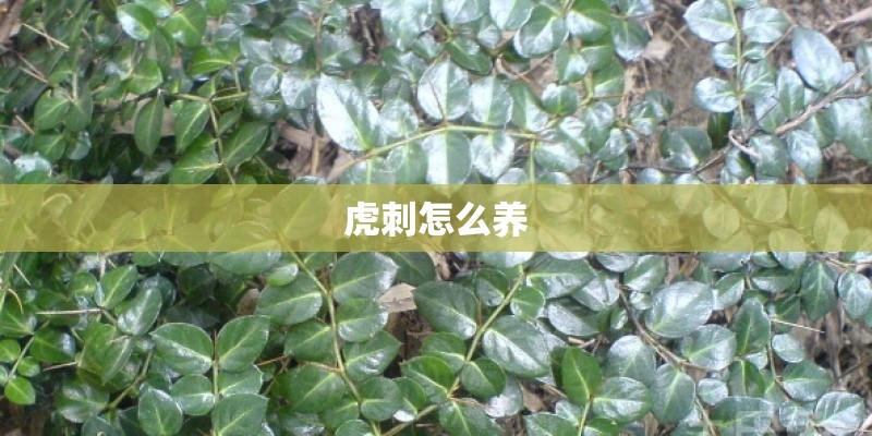 虎刺怎么养