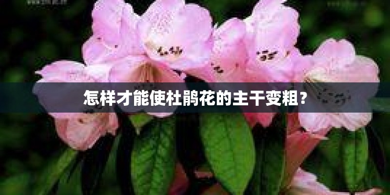 怎样才能使杜鹃花的主干变粗？