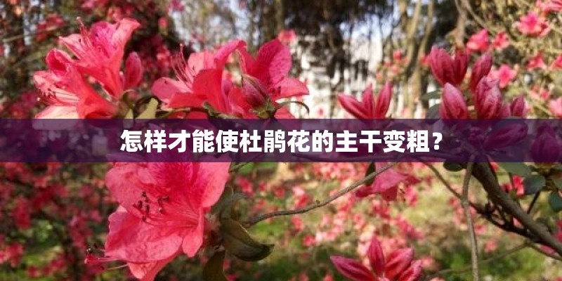 怎样才能使杜鹃花的主干变粗？