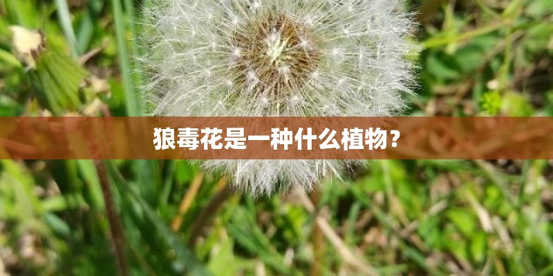 狼毒花是一种什么植物? 狼毒花是一种什么植物?