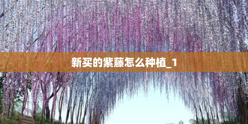 新买的紫藤怎么种植_1