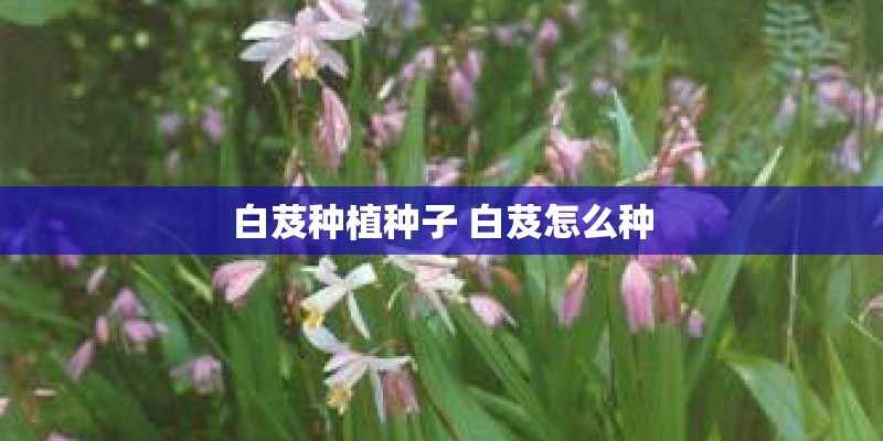 白芨种植种子 白芨怎么种