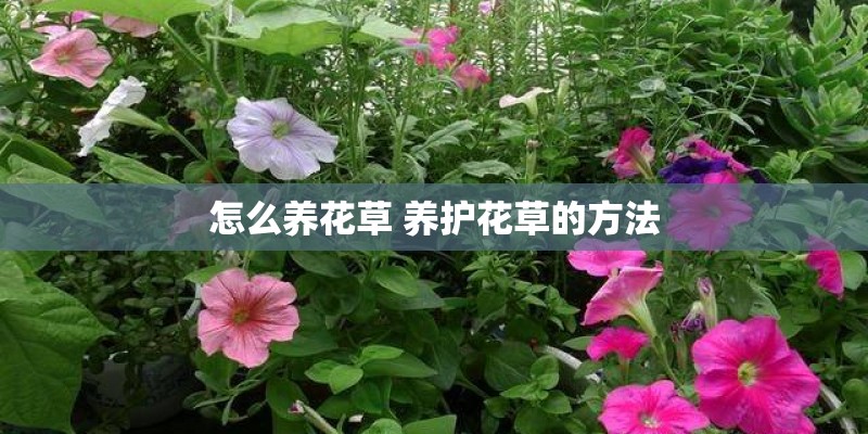 怎么养花草 养护花草的方法