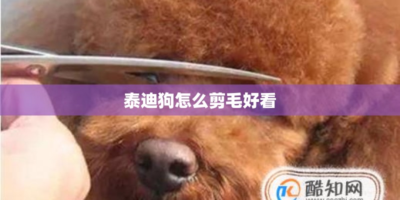 泰迪狗怎么剪毛好看