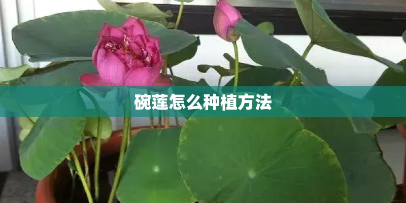 碗莲怎么种植方法 碗莲怎么种植方法