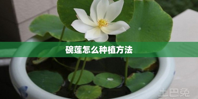 碗莲怎么种植方法 碗莲怎么种植方法