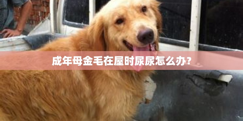成年母金毛在屋时尿尿怎么办？