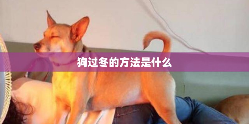 狗过冬的方法是什么