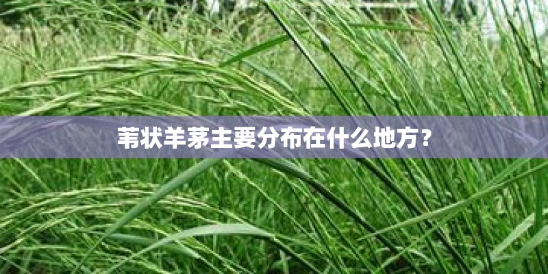 苇状羊茅主要分布在什么地方？