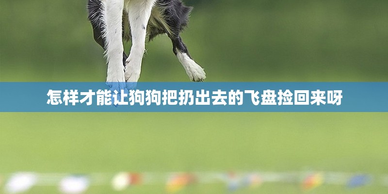 怎样才能让狗狗把扔出去的飞盘捡回来呀