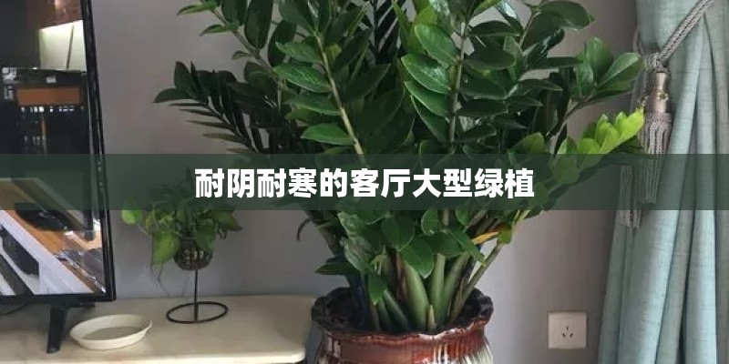 耐阴耐寒的客厅大型绿植