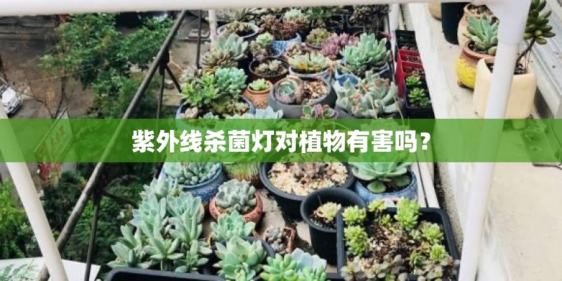 紫外线杀菌灯对植物有害吗？