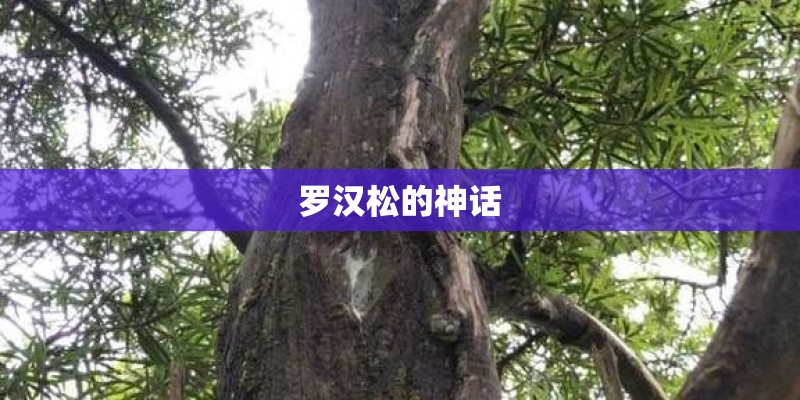 罗汉松的神话