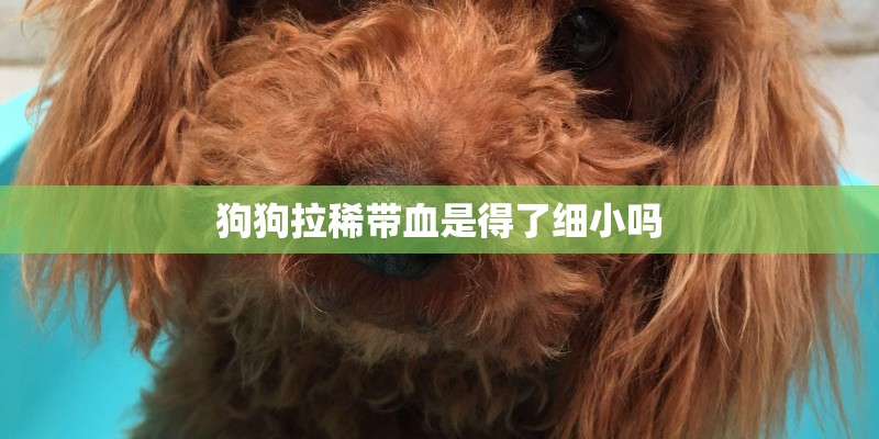 狗狗拉稀带血是得了细小吗