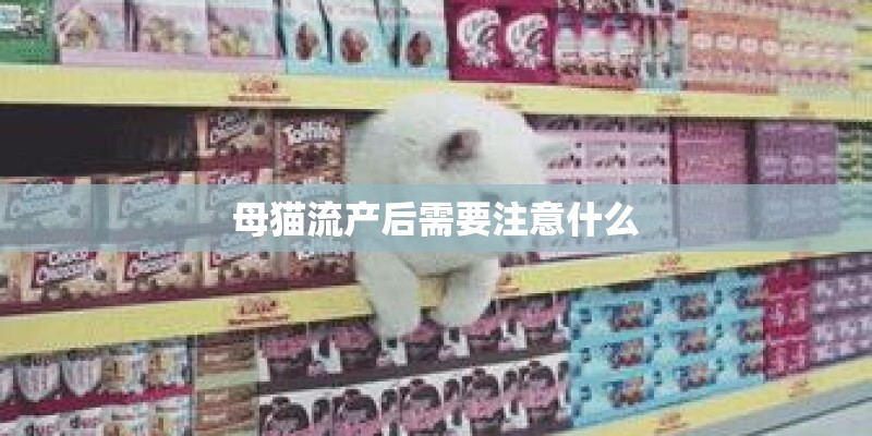 母猫流产后需要注意什么 母猫流产后需要注意什么