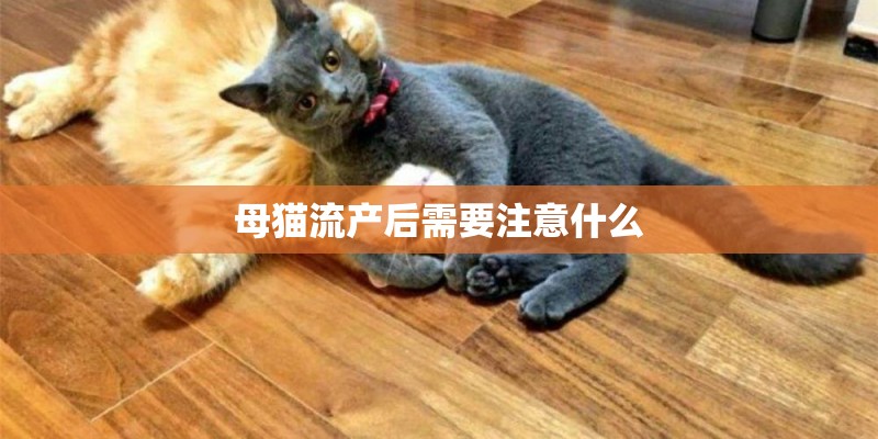 母猫流产后需要注意什么 母猫流产后需要注意什么