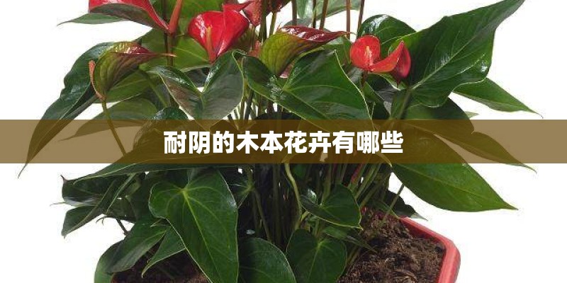 耐阴的木本花卉有哪些