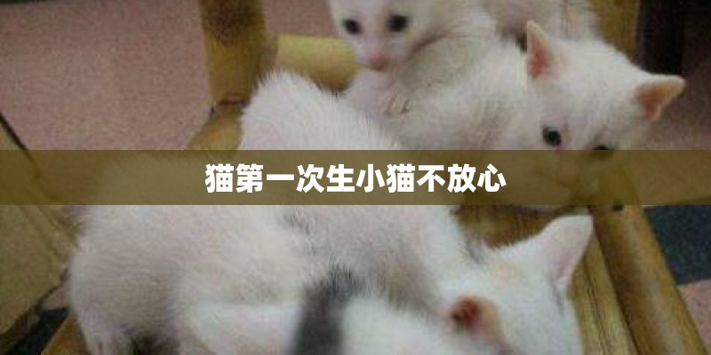 猫第一次生小猫不放心