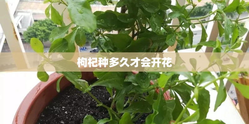 枸杞种多久才会开花