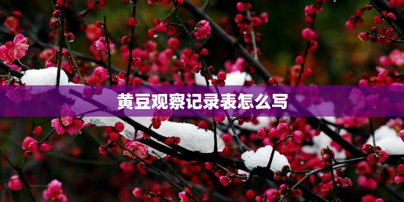 黄豆观察记录表怎么写 黄豆观察记录表怎么写