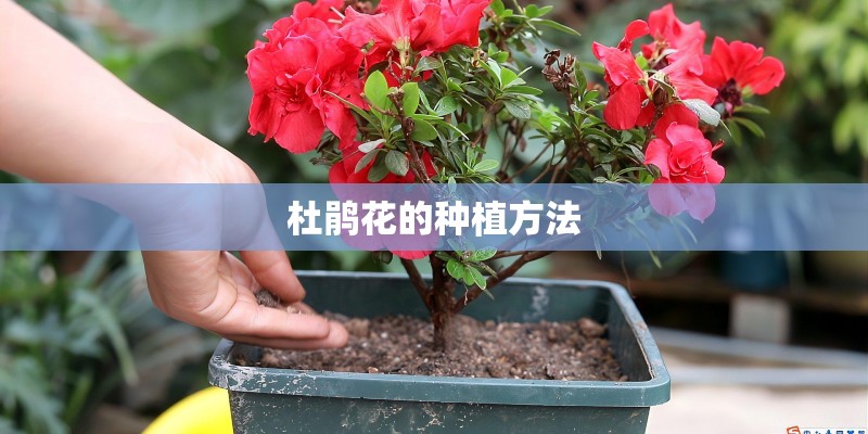 杜鹃花的种植方法