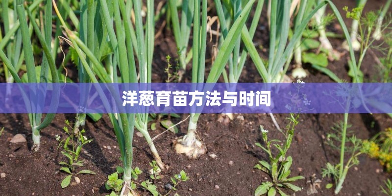 洋葱育苗方法与时间