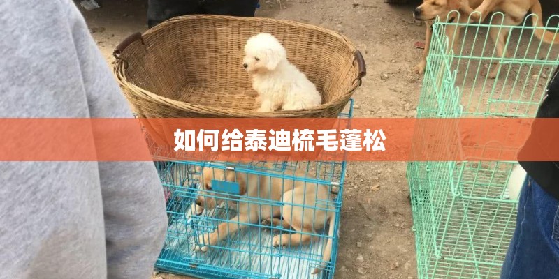 如何给泰迪梳毛蓬松
