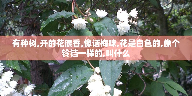 有种树,开的花很香,像话梅味,花是白色的,像个铃铛一样的,叫什么