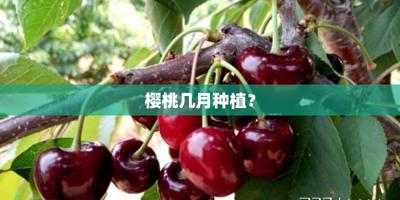 奇楠沉香苗有哪些品种