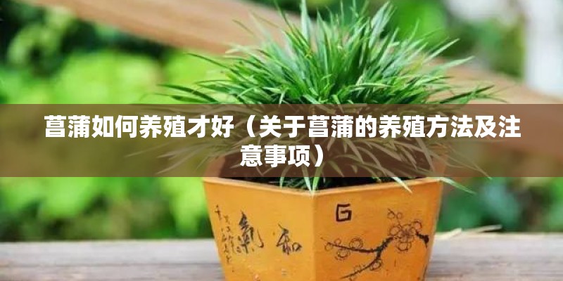 菖蒲如何养殖才好（关于菖蒲的养殖方法及注意事项）