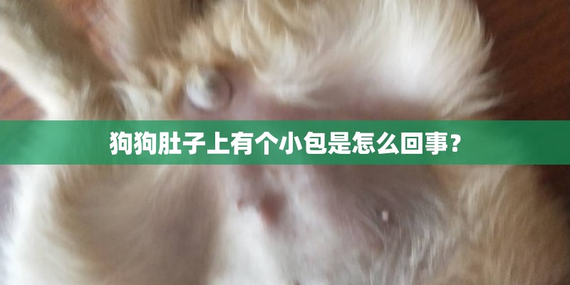 狗狗肚子上有个小包是怎么回事？