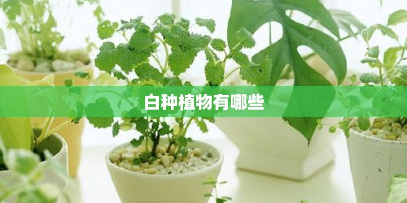 白种植物有哪些