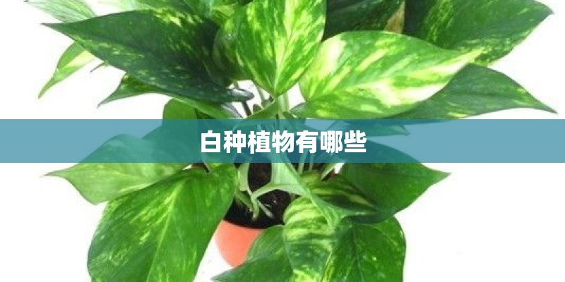 白种植物有哪些