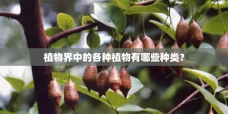 植物界中的各种植物有哪些种类? 植物界中的各种植物有哪些种类?
