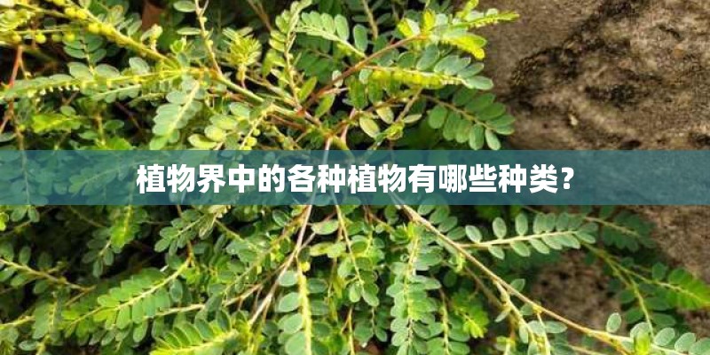 植物界中的各种植物有哪些种类? 植物界中的各种植物有哪些种类?