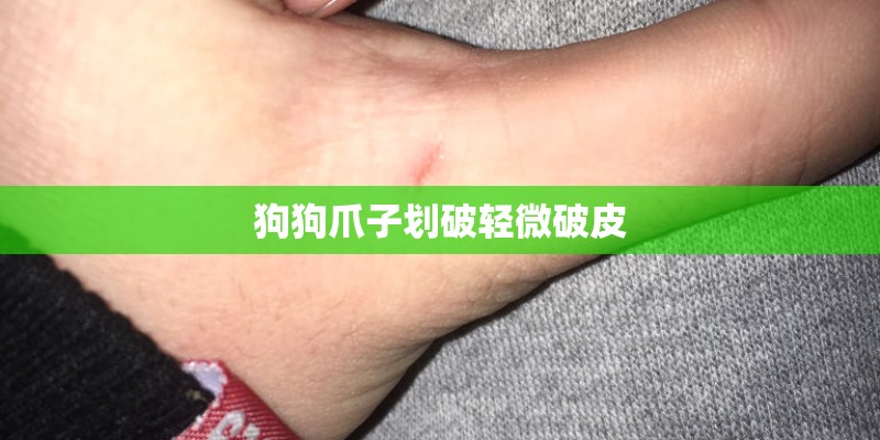 狗狗爪子划破轻微破皮