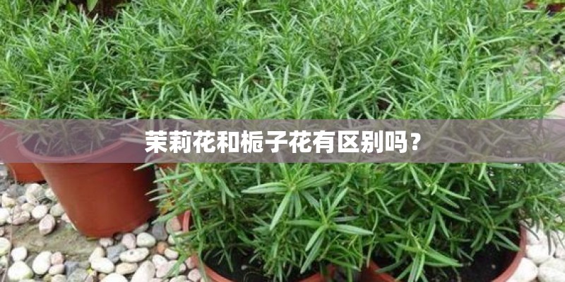 薄樱鬼黎明录