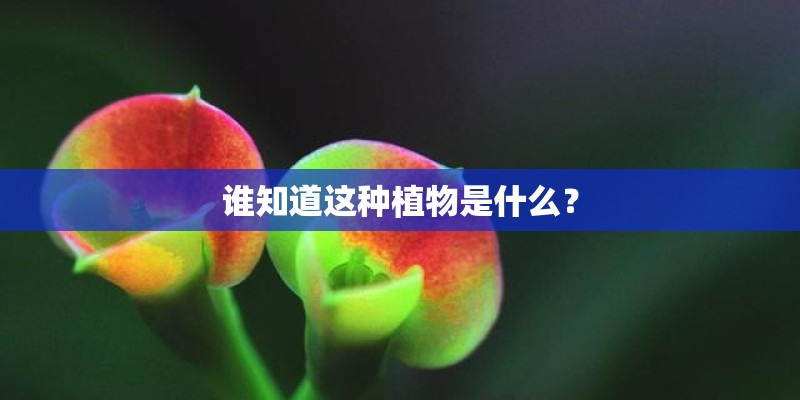 谁知道这种植物是什么？