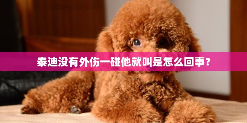 泰迪没有外伤一碰他就叫是怎么回事？
