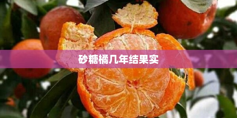 砂糖橘几年结果实 砂糖橘几年结果实