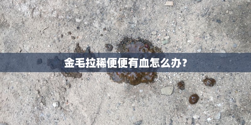 金毛拉稀便便有血怎么办？