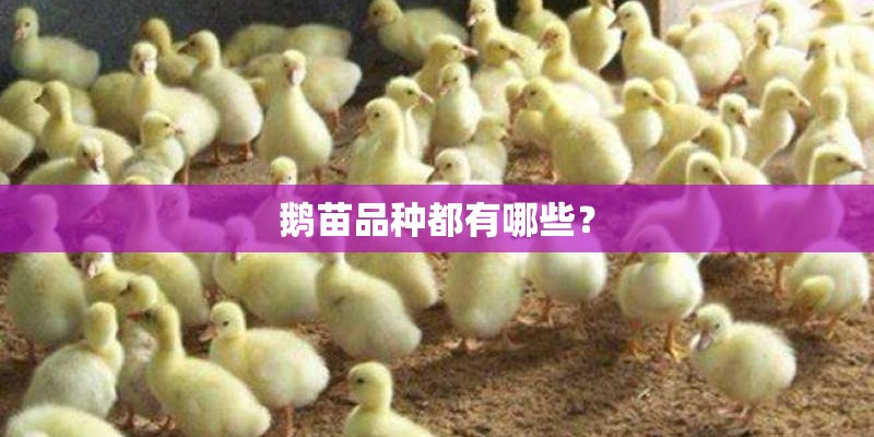 鹅苗品种都有哪些？