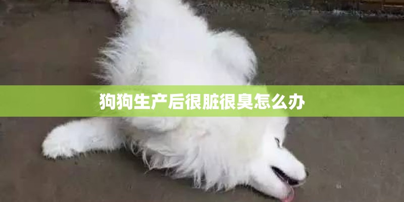 狗狗生产后很脏很臭怎么办